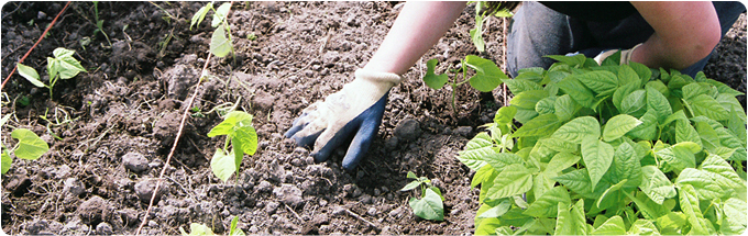 Agriculture essay